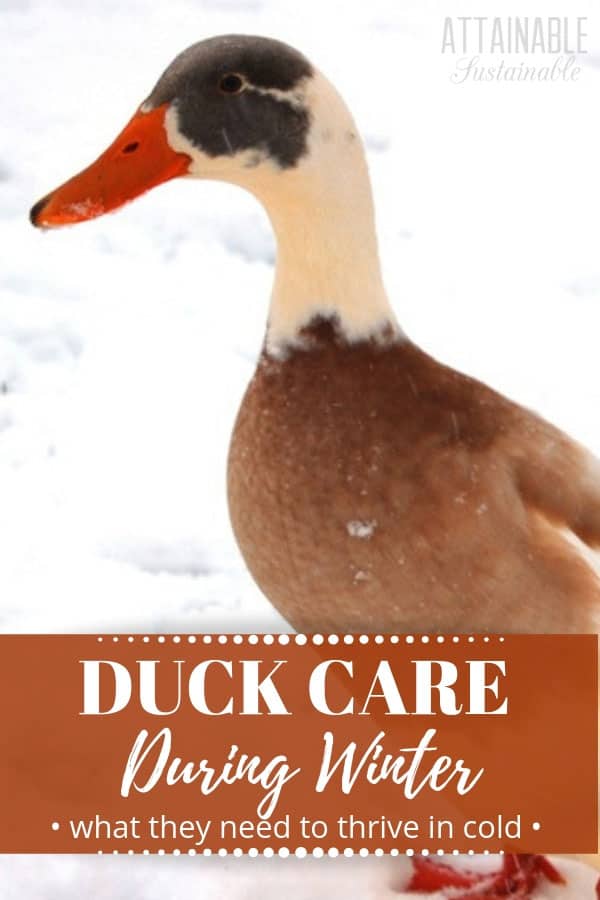 brown and white duck on winter snow 