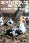 3 muscovy ducks on brown ground.