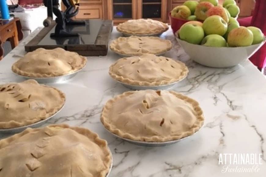 7 apple pies on a white countertop