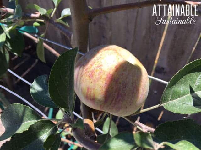 Gravenstein apple on tree - one of the best apples for apple pie!