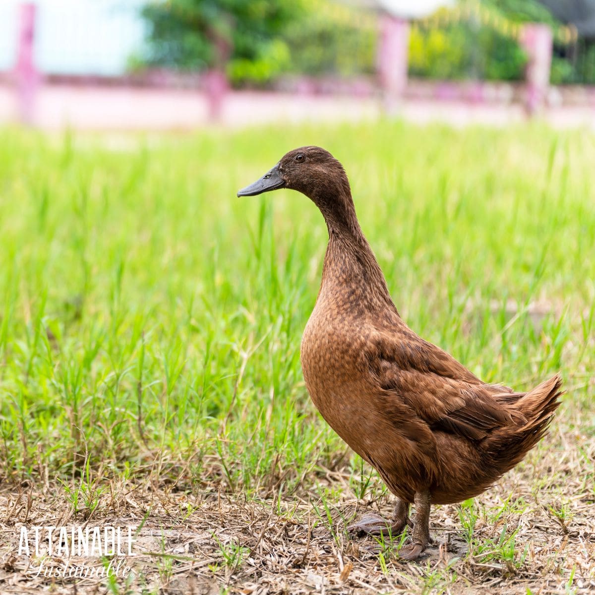 khaki campbell duck on grass.