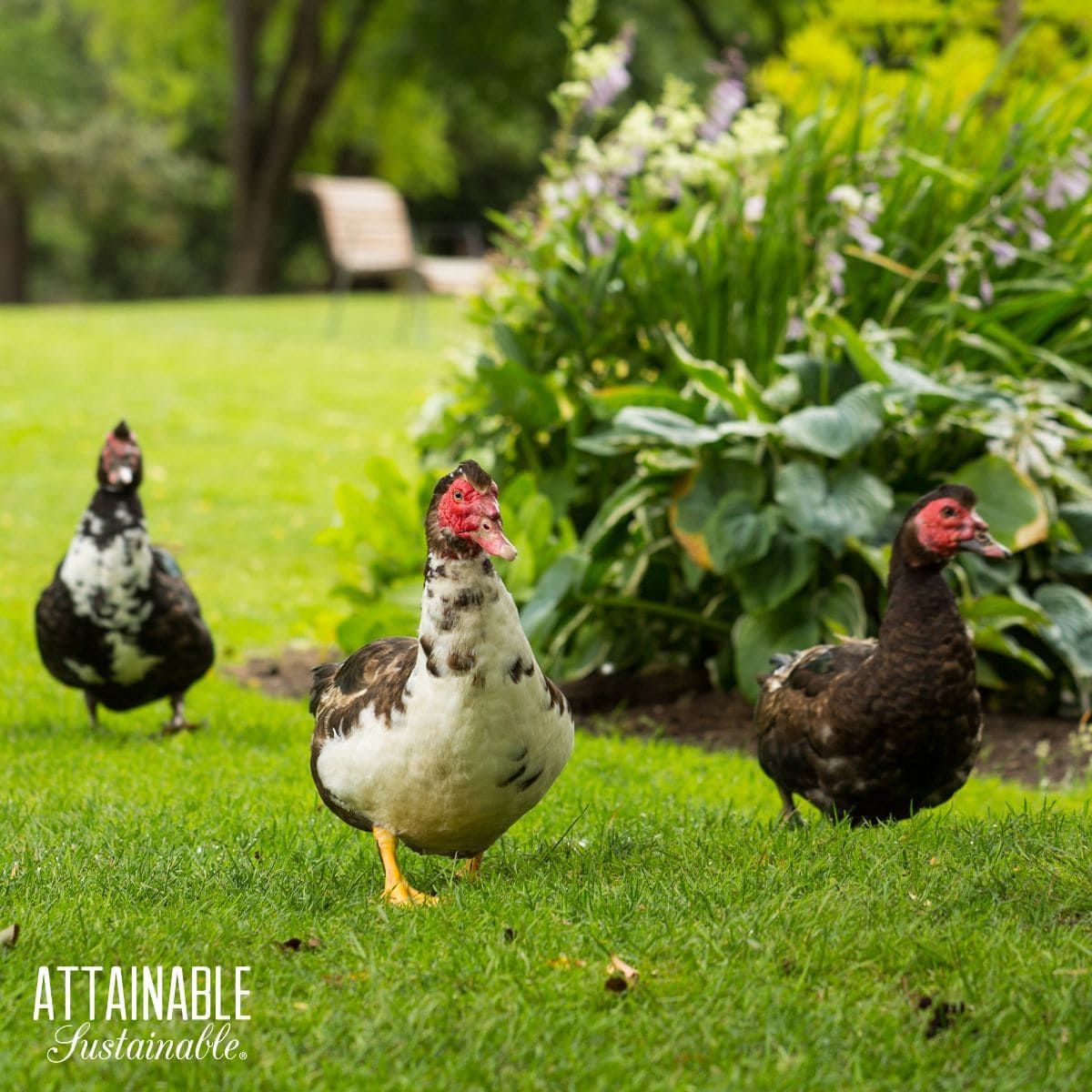 3 muscovy ducks on a grassy area.