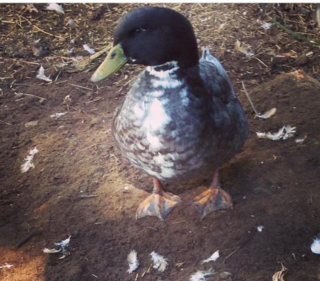 swedish blue drake duck