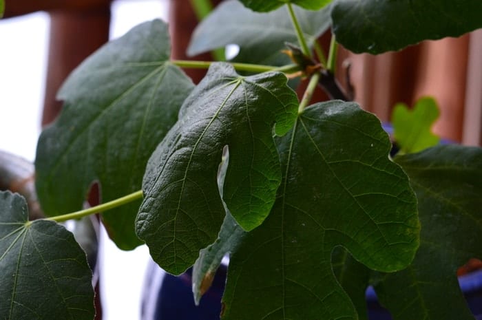 close up of indoor fig tree leaves 