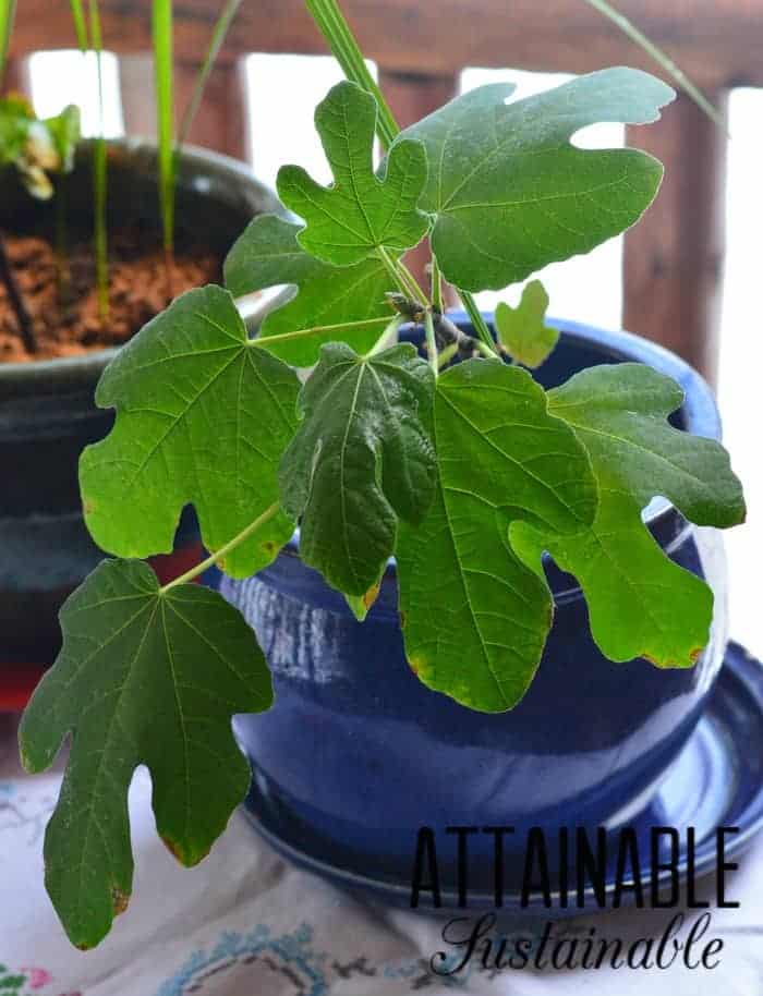 Growing fig tree in a container