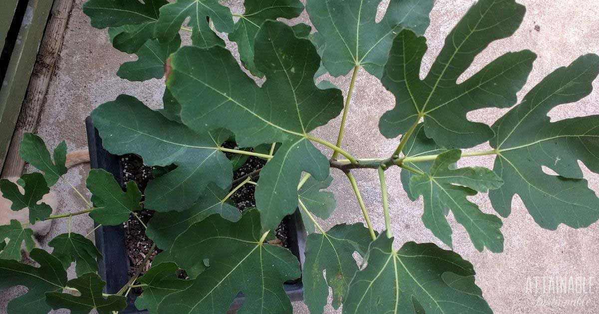 fig tree leaves from above