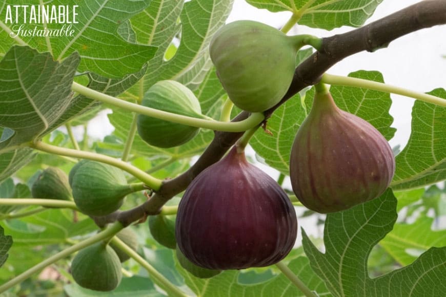 green and purple figs on a fig tree branch