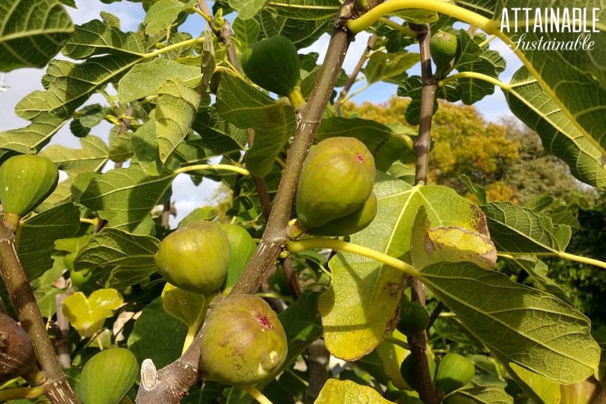 green figs growing on a tree