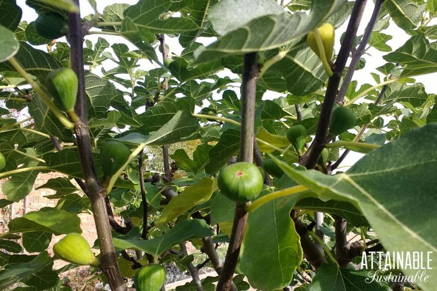 green figs growing on a tree