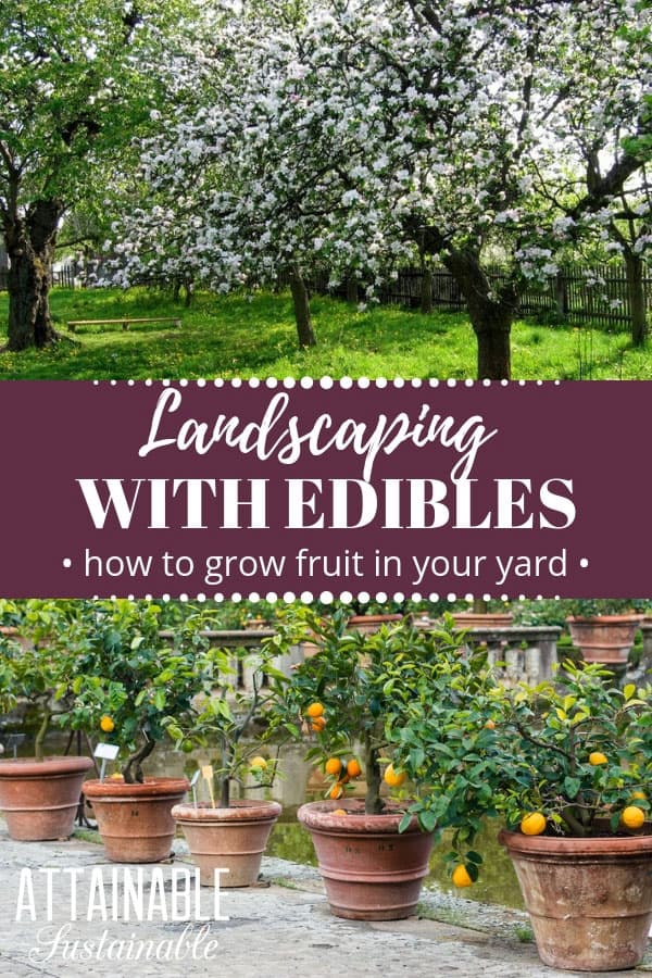 small fruit trees in a grassy area, citrus in terra cotta containers