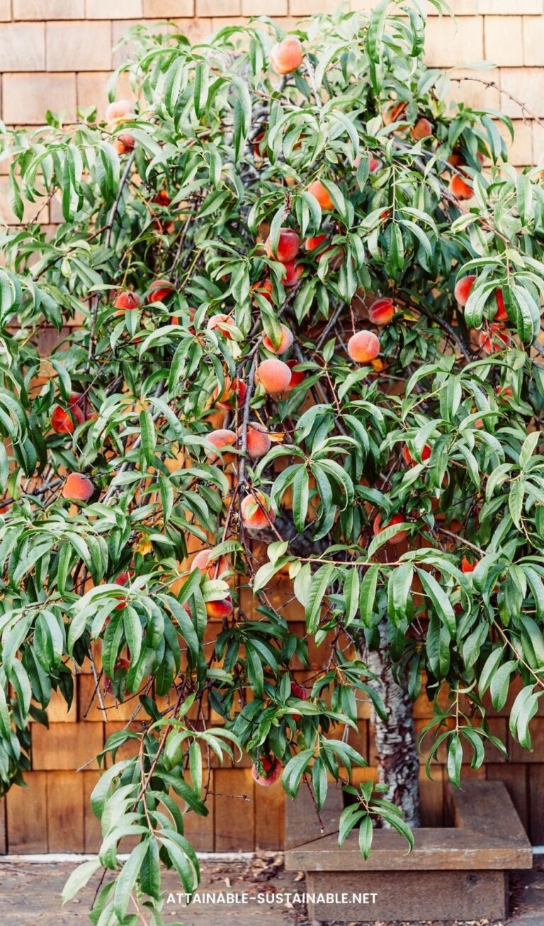 Urban Fruit Trees for a Small Scale Harvest