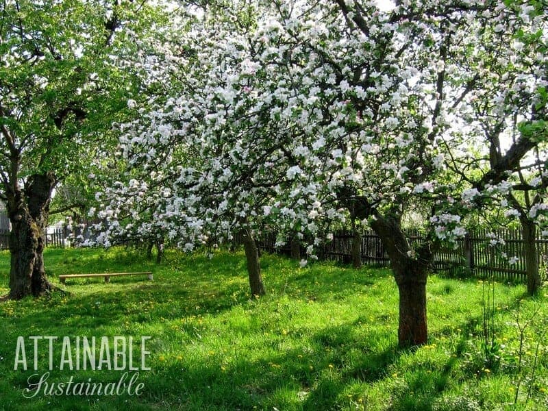 fruit trees in bloom with green grass below