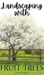 tree with white blossoms behind a fence