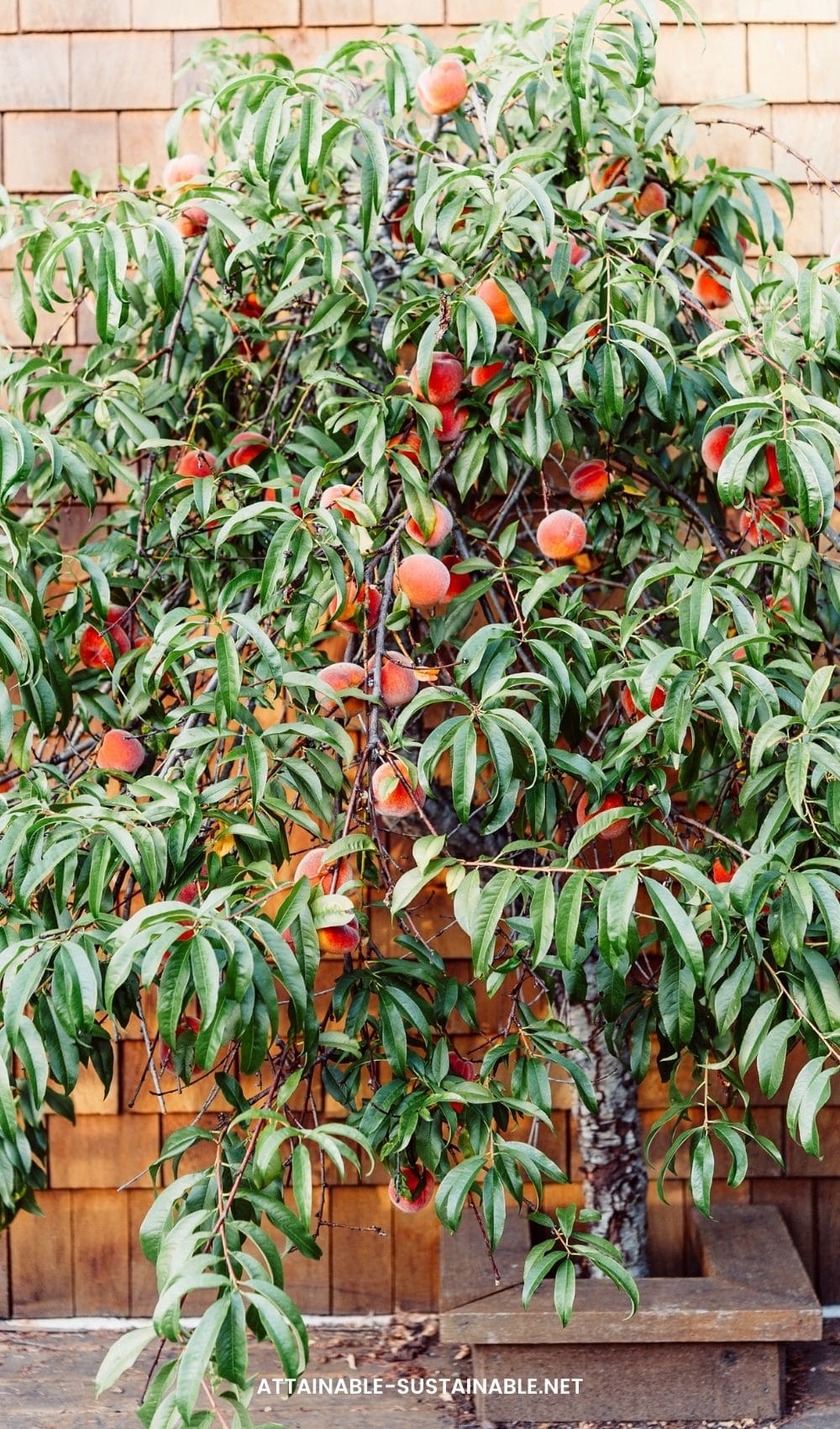 peach tree in a container