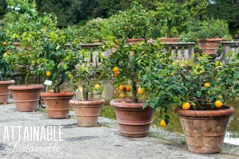 Consider growing fruit trees in pots or as part of your front yard landscape. 