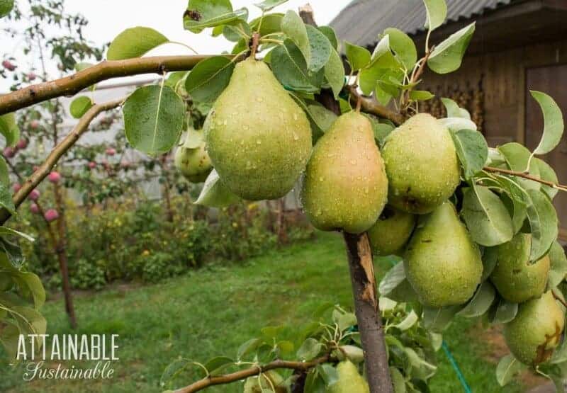 pear tree branch with large pears on the branch - planting food in an orchard