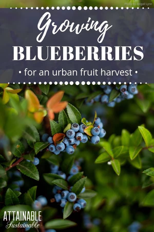 moody colors, blueberries growing on a bush