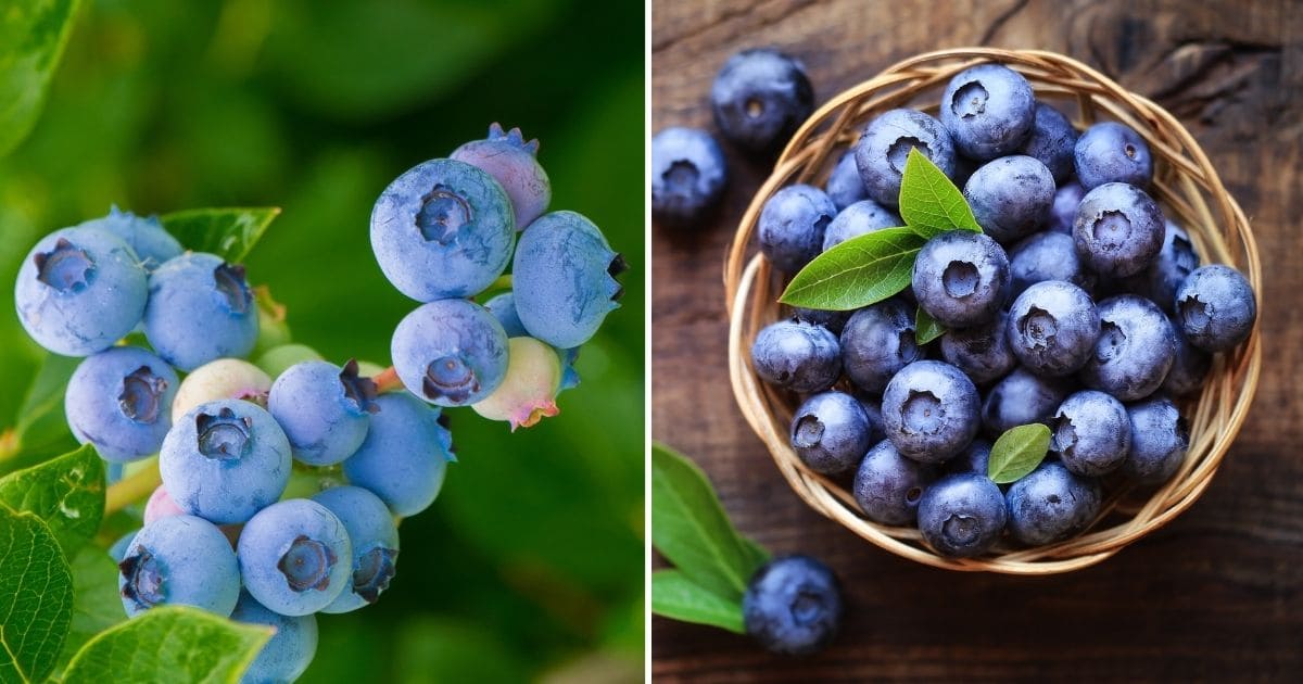 Growing Blueberries in Containers for Summertime Sweets