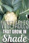 cauliflower on plant
