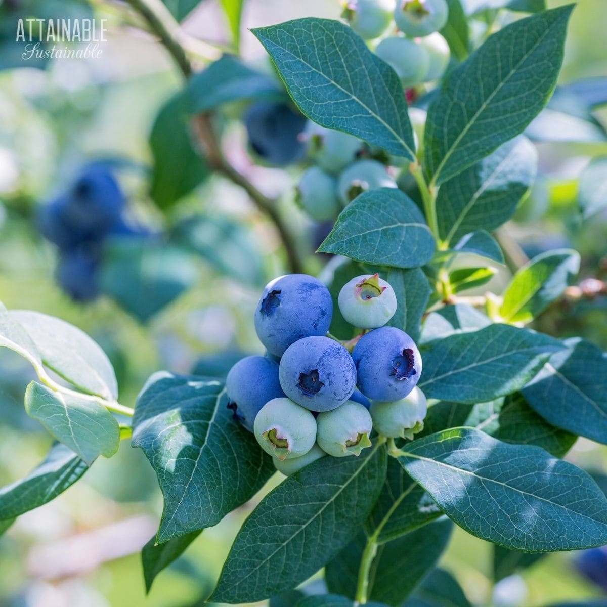 blueberries growing on a plant.