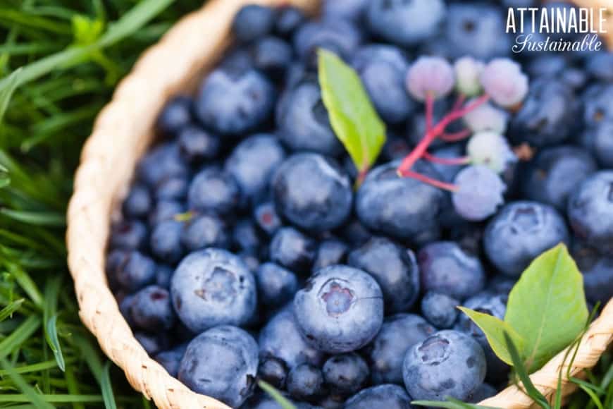 fresh blueberries in a basket