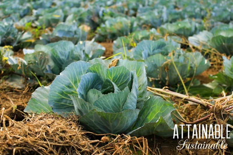 cabbage growing in a field