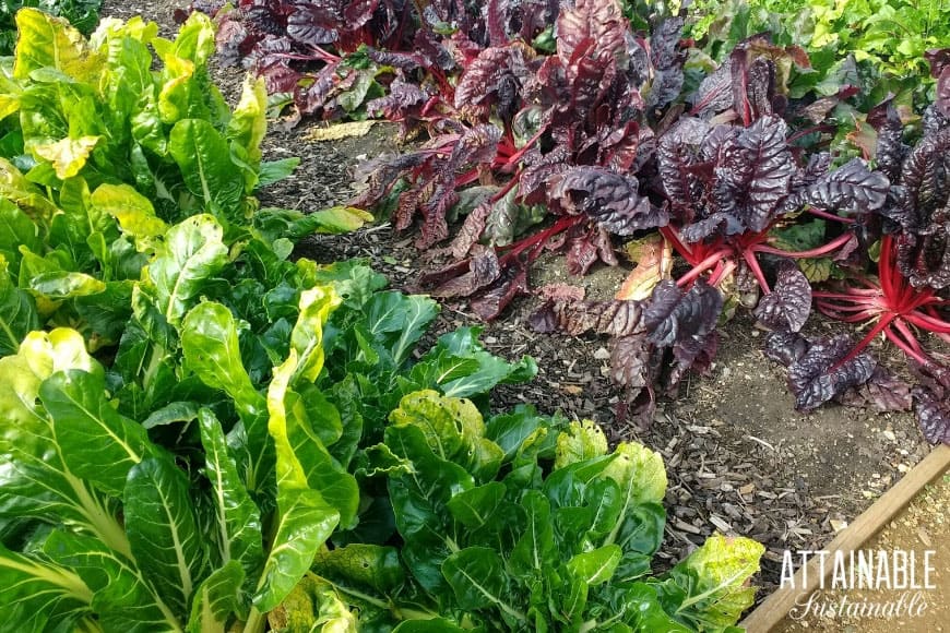 green swiss chard and red swiss chard in a shade garden