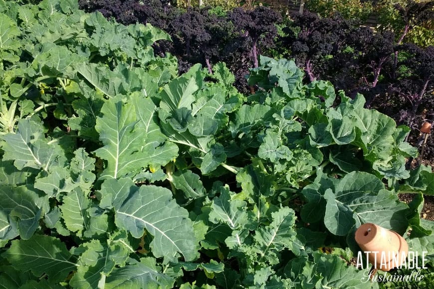 green curly kale growing in a garden