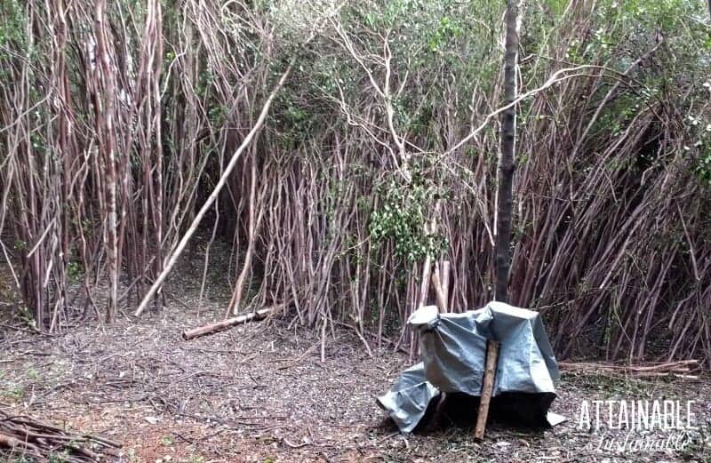 wood chipper in a forest of guava