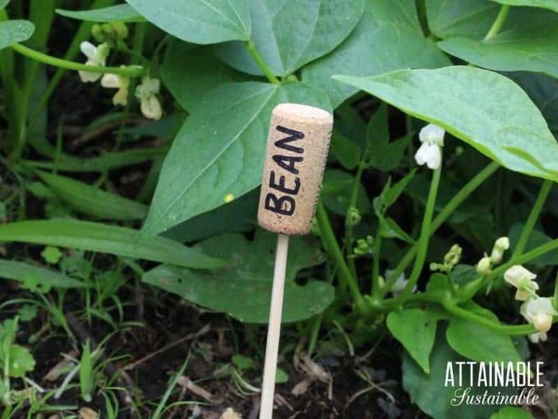 green bean plant with wine cork marker