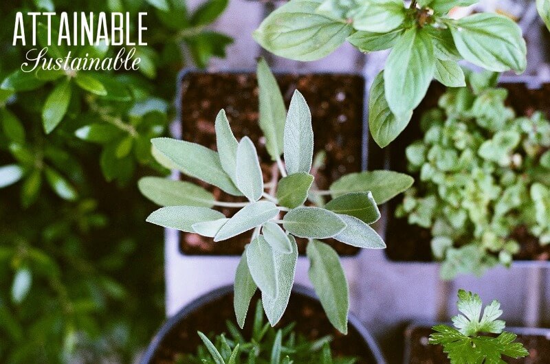 herbs growing in pots from above