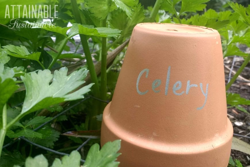 DIY garden marker made of a clay pot with the word "celery"