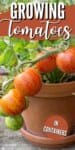striped tomatoes on a plant