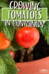 close up of tomato growing on a plant