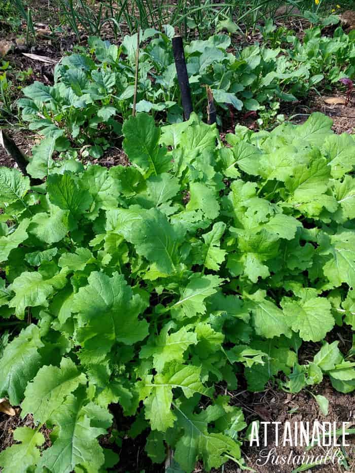 greens growing in a vegetable garden