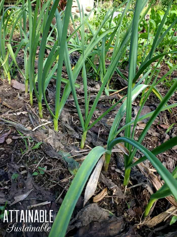 garlic growing in a vegetable garden