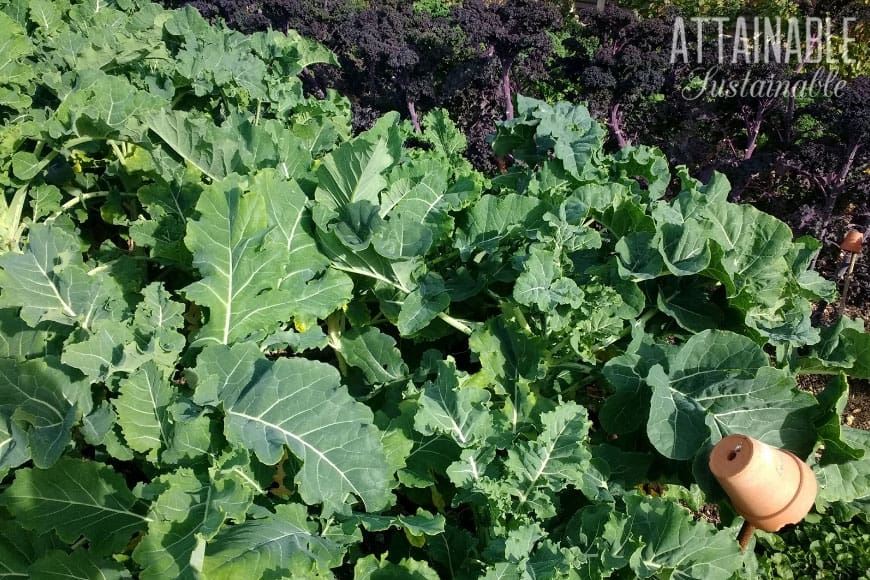 green a purple kale growing in a garden