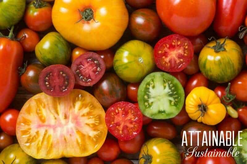 yellow, red, and green heirloom tomatoes