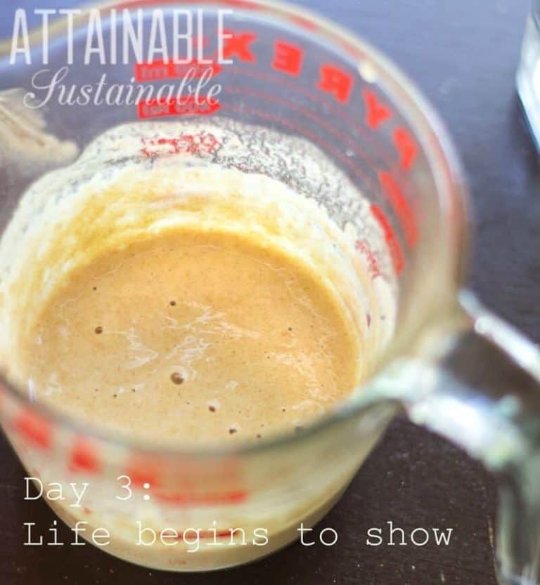 Sourdough starter recipe without yeast make your own bread