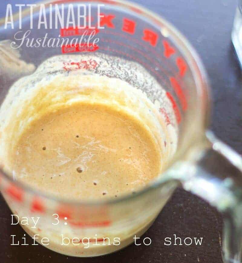 sourdough starter in a glass measuring cup with red lettering