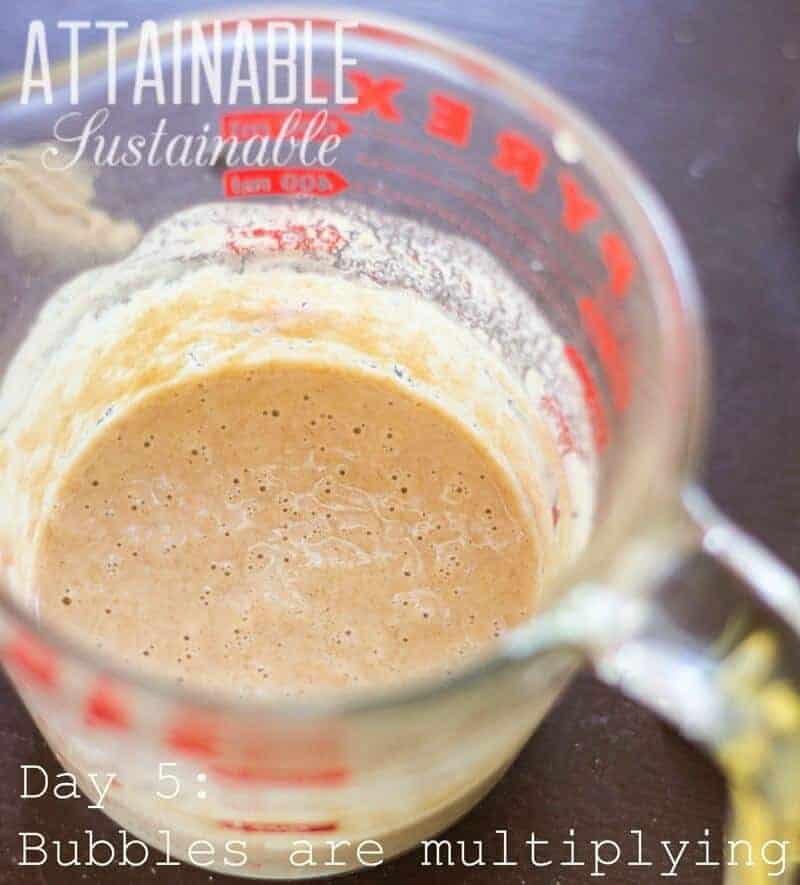 sourdough starter in a glass measuring cup with red lettering