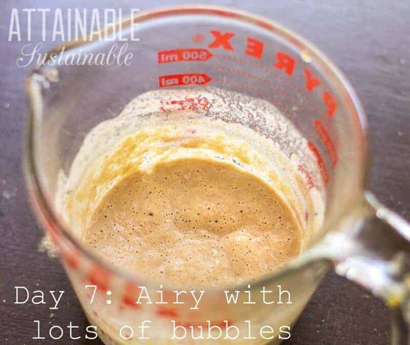 sourdough starter in a glass measuring cup with red lettering