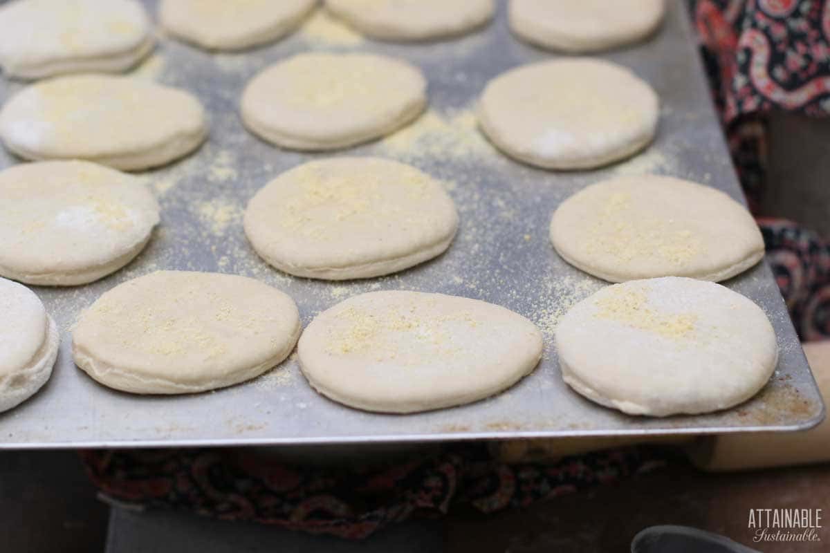 uncooked English muffins sprinkled with cornmeal.