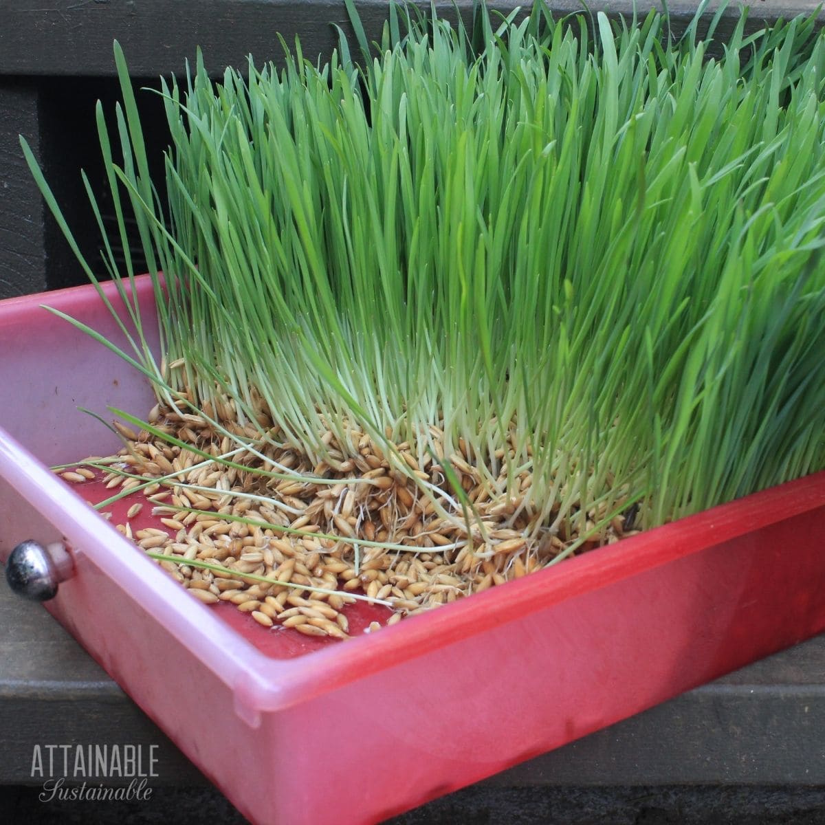 pink tray with fodder growing in it.