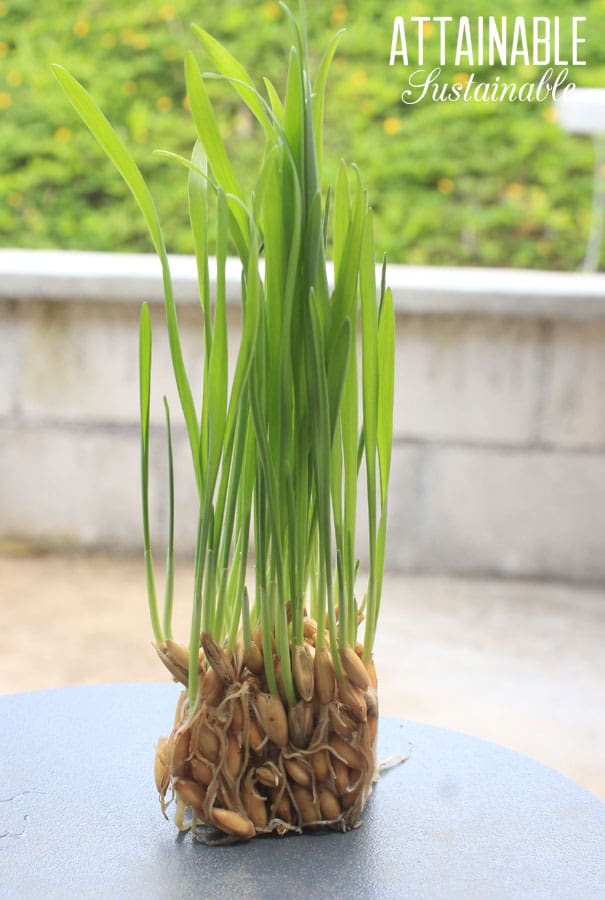 small chunk of fodder showing seeds and greens