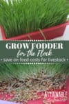 growing fodder in a planter, close up of sprouted seeds