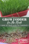 growing fodder in a planter, close up of sprouted seeds
