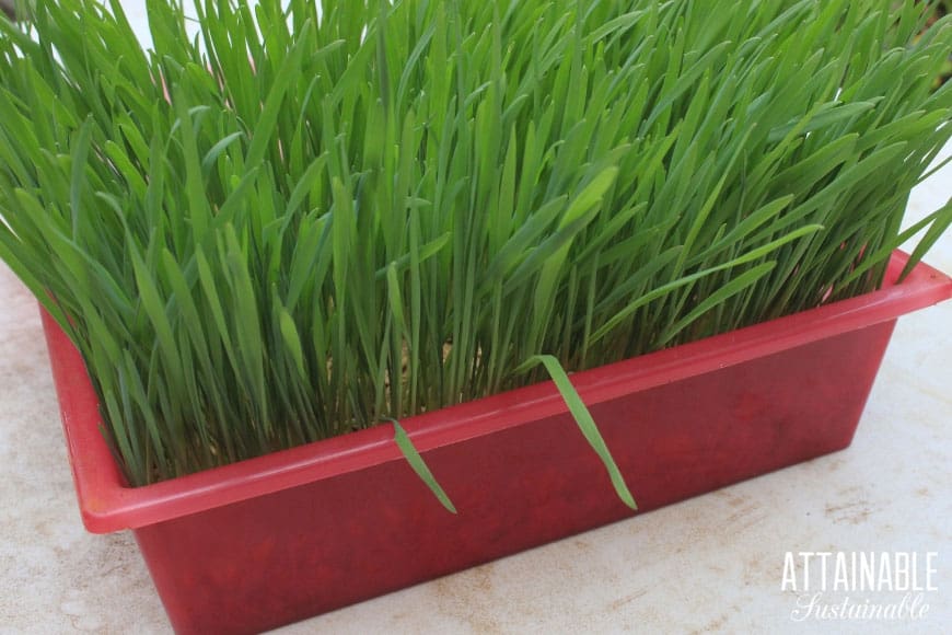 green fodder from oats growing in planter