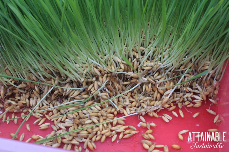 growing fodder, close up of sprouted oats
