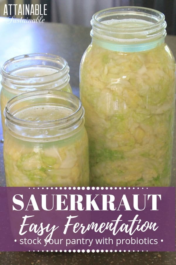 three glass jars full of homemade sauerkraut recipe (green cabbage)